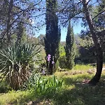 La Maison Aux Bambous *